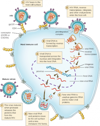 3.14 Antivirals – Nursing Pharmacology