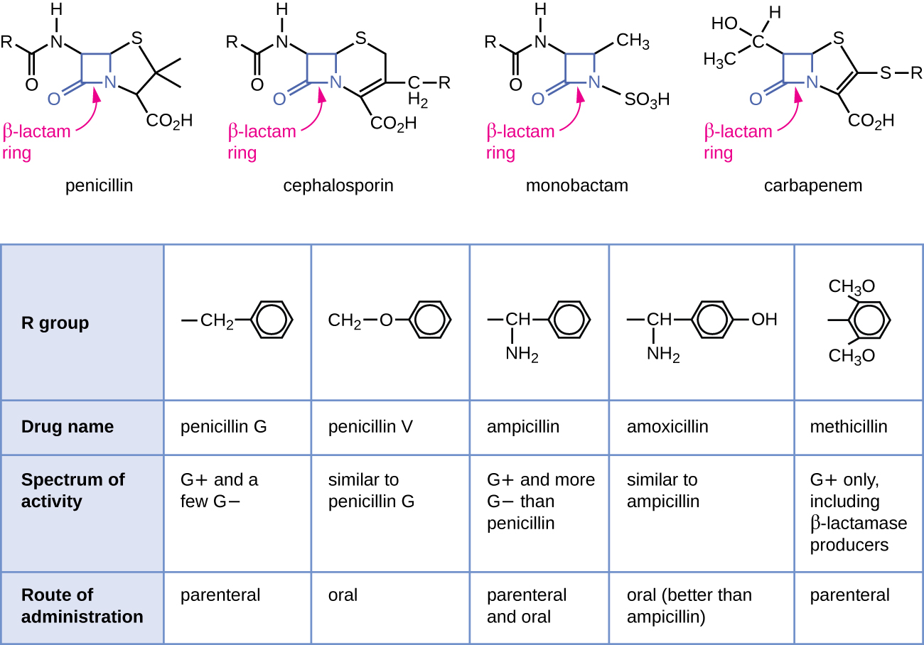 3.6 Cephalosporins – Nursing