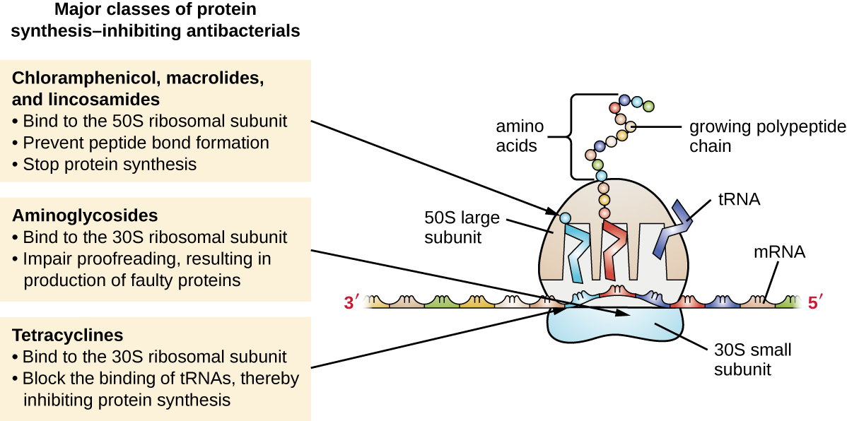 Streptomycin Mechanism Of Action Of