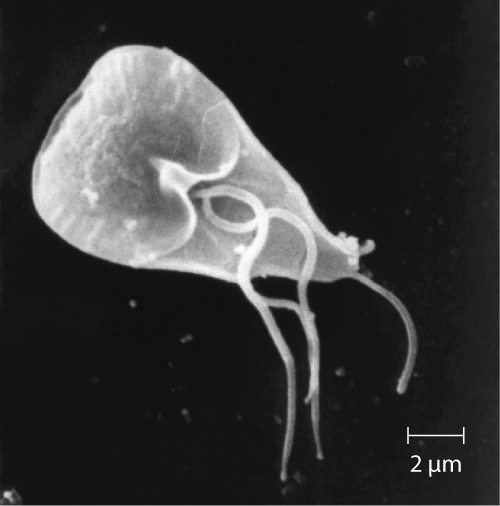 Microphoto showing Giardia lamblia