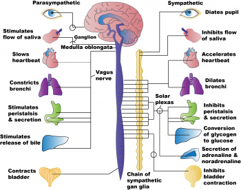 4.2 Autonomic Nervous System Basics – Nursing Pharmacology