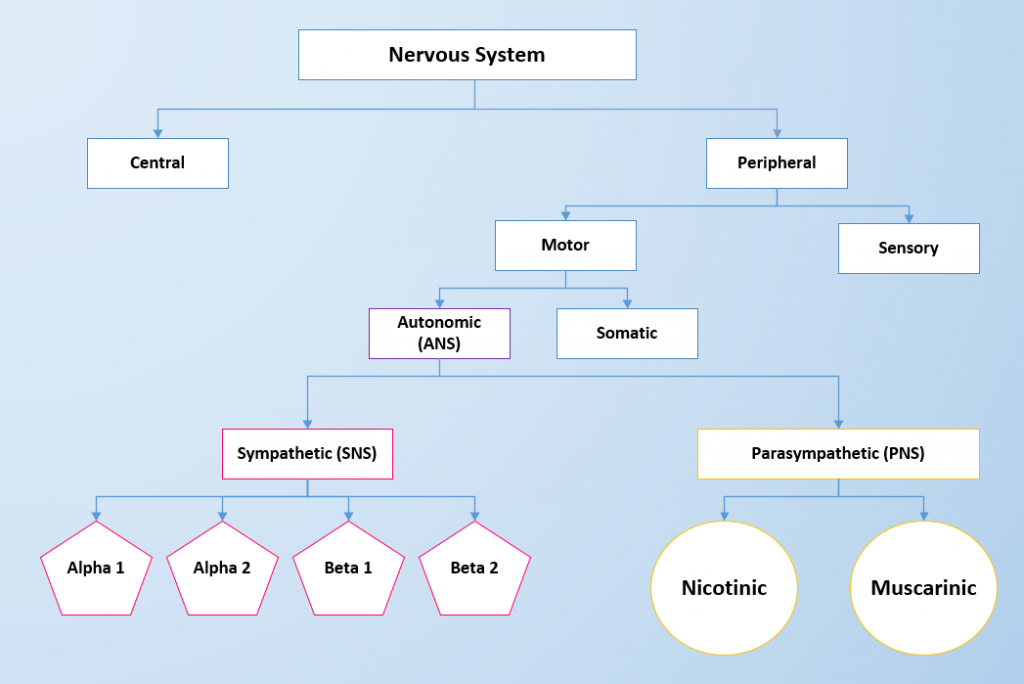 Concept map showing central and peripheral nervous systems, their functions and component parts.