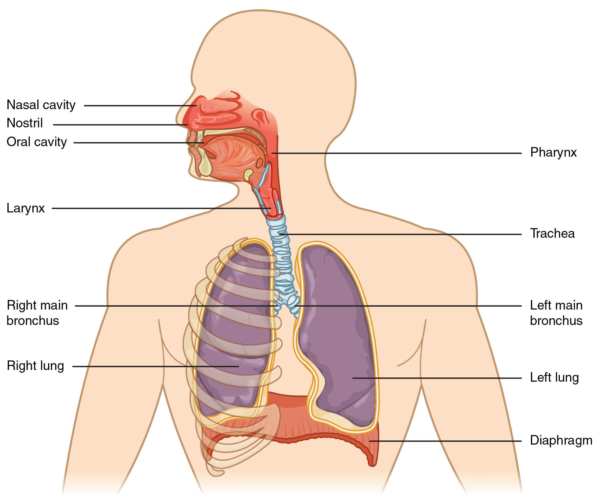 Major Respiratory Structures, Labeled