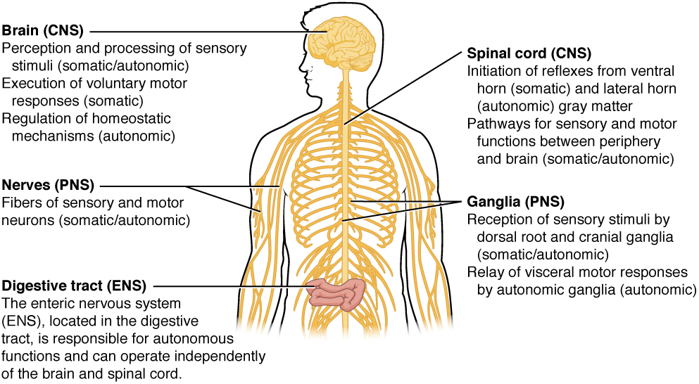 8 2 Review Of Basic Concepts Of The Central Nervous System Nursing Pharmacology