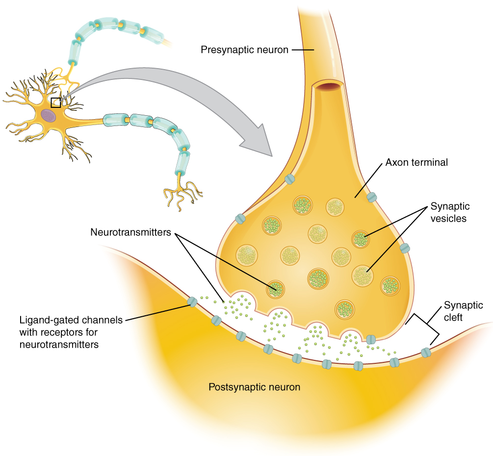 Illustration of synapse with labeled parts