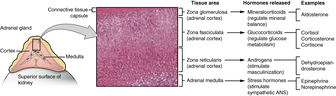 suppressed adrenal gland hormone production