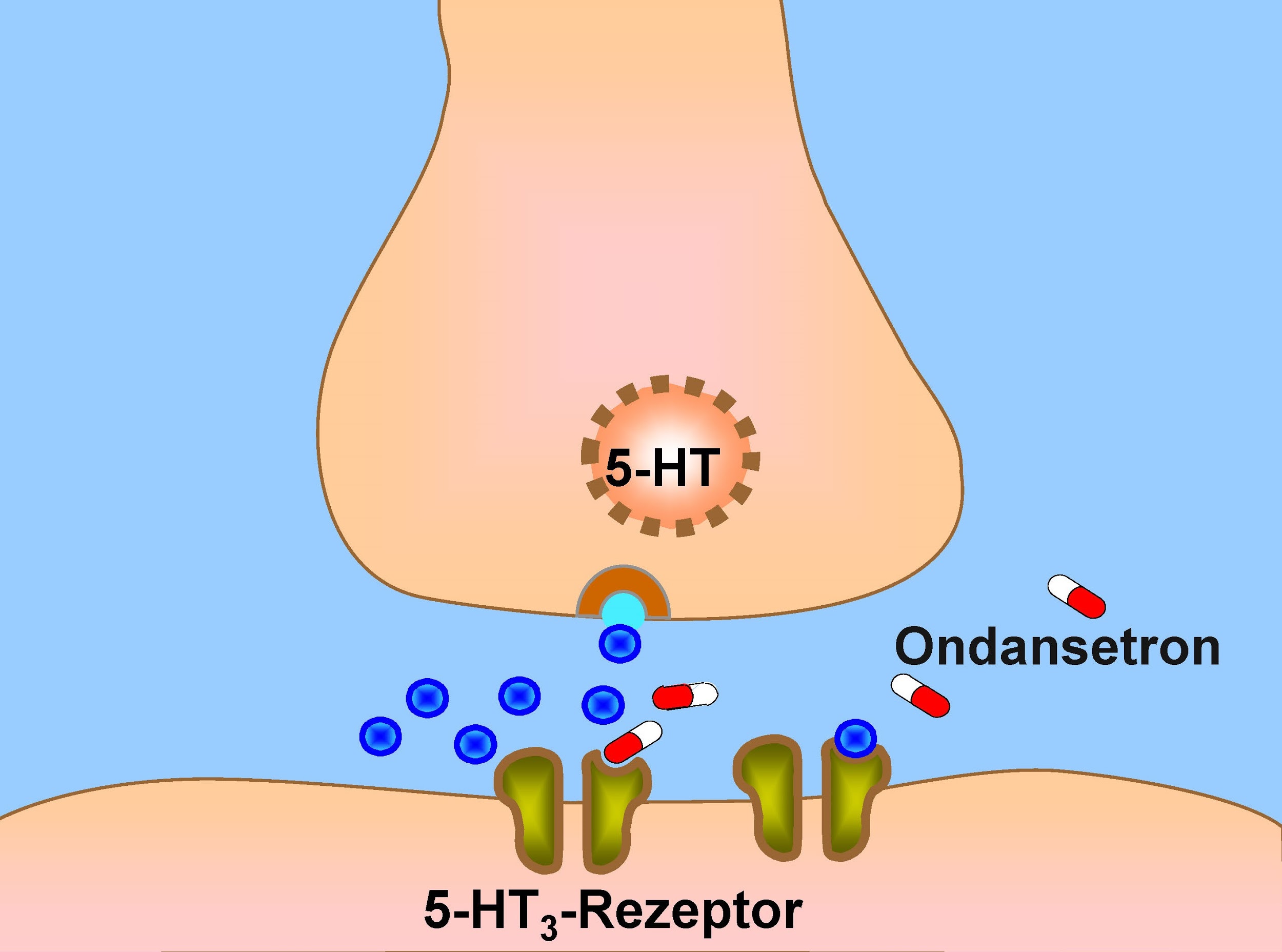 Illustration of Ondansetron blocking serotonin receptors.