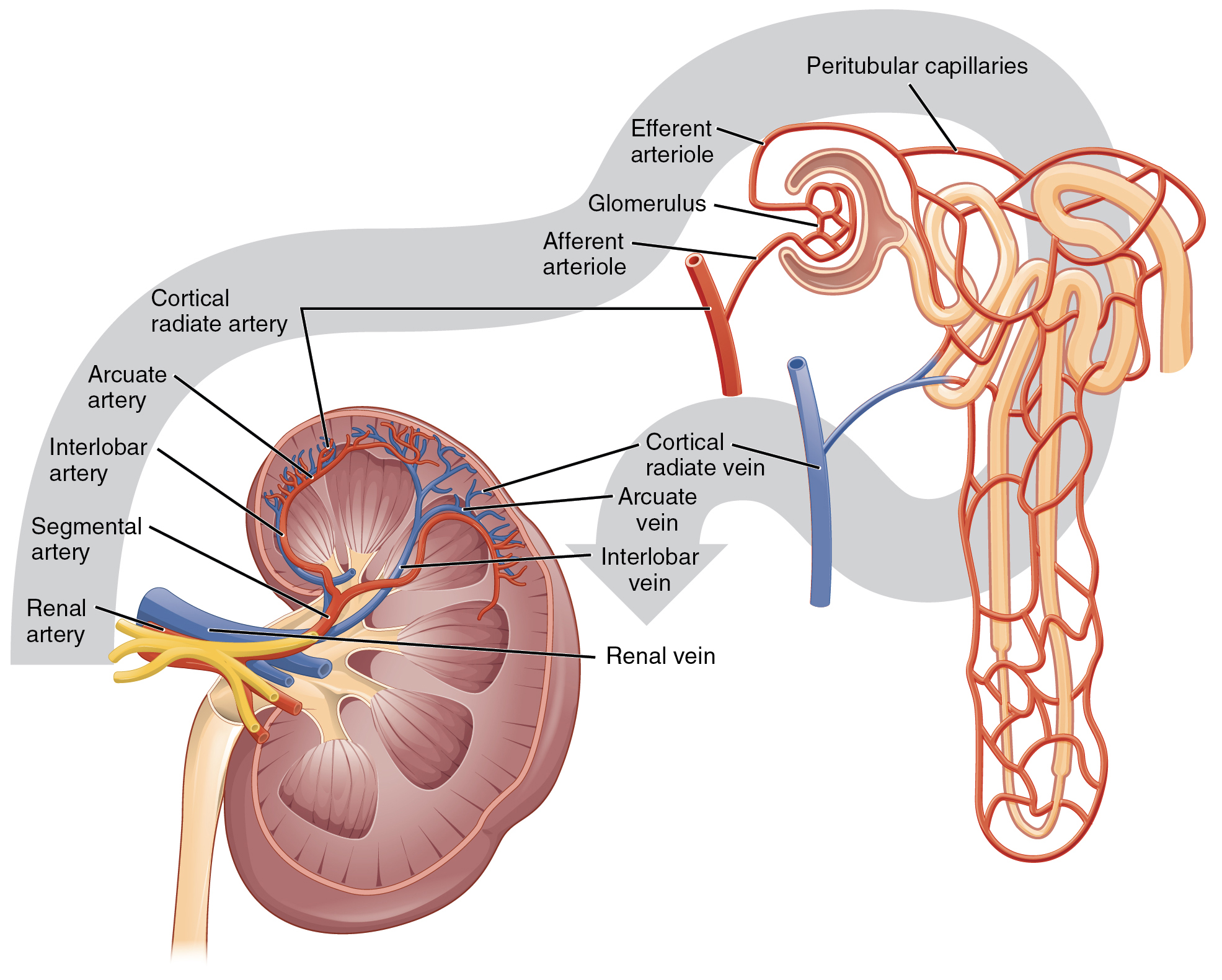 Illustration, with labels, showing blood flow through the kidney and nephrons.
