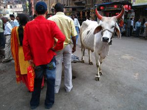 A cow on the streets of Mumbai
