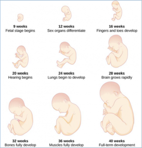 The growth of a fetus is shown in nine pictures showing the stages of development.