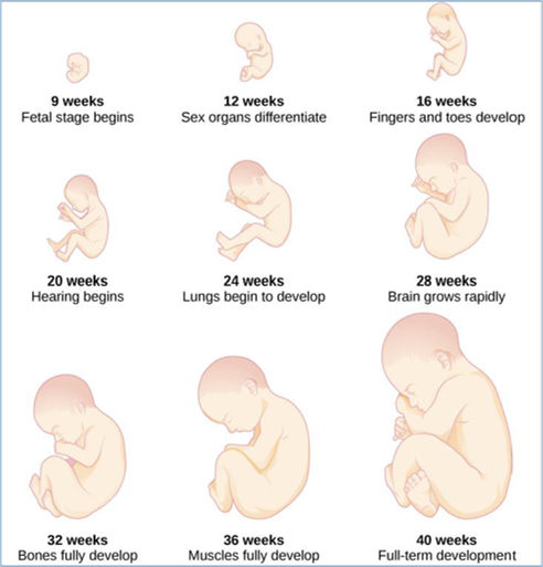 Chapter 2: Conception, Heredity, & Prenatal Development – Infant ...