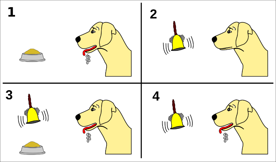 Pavlov’s experiments with dogs and conditioning. In the first panel, the dog sees food and is salivating. In the second panel, the dog hears a bell ring but is not salivating. In the third panel, the dog hears the bell while looking at the food and is salivating. In the final panel, the dog just hears the bell and salivates.