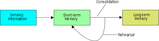 Diagram of the memory storage process.