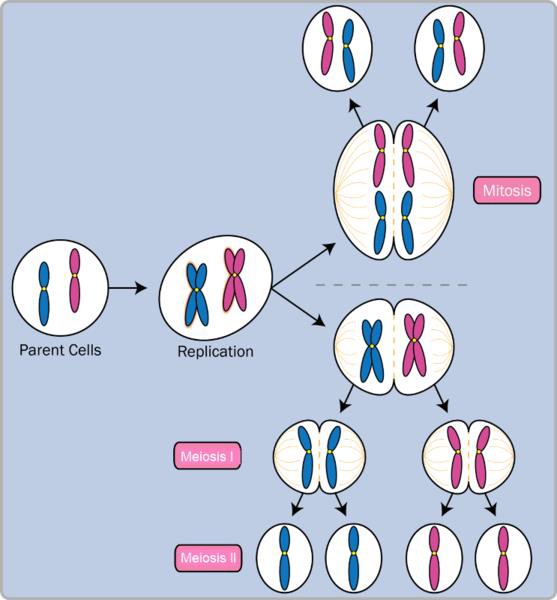 Mitosis and Meiosis. Parent cells goes through replication leading to Mitosis or Melosis (with two divisions).