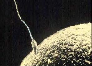 Sperm and ovum at conception.