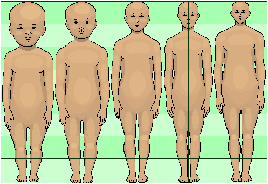 Shown from left to right: Human body proportions at birth, at 2 years, at 6 years, at 12 years, and at 19 years.
