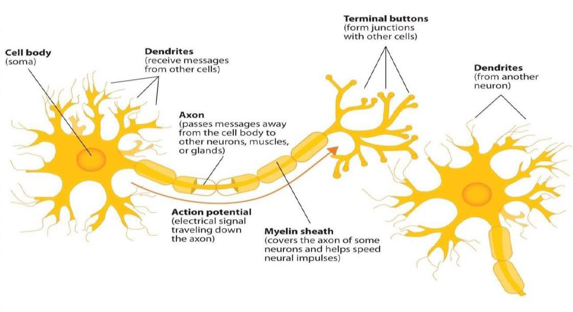 The neuron. Shows the Cell body (soma), Dendrites (receive messages from other cells), Axon (passes messages away from the cell body to other neurons, muscles, or glands), Action Potential (electrical signal traveling down the axon), Myelin sheath (covers the axon of some neurons and helps speed neural impulses), Terminal buttons (form junctions with other cells), and Dendrites from another neuron.