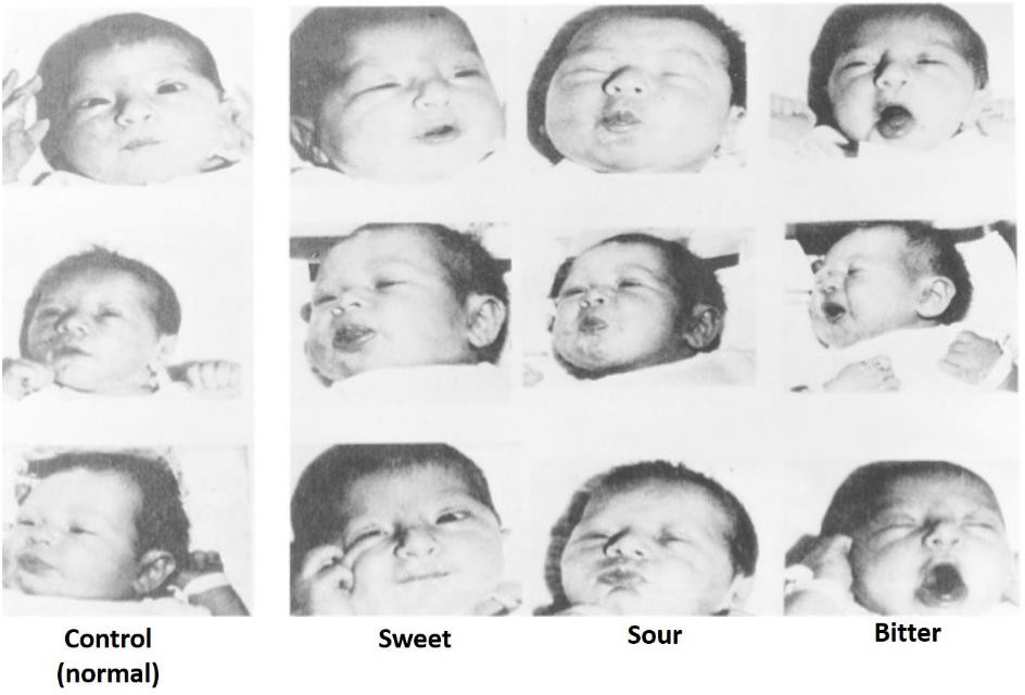 The responses of infants to different tastes.