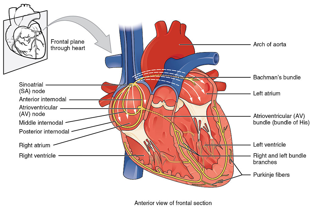 Illustration of conduction in a human heart, with labels