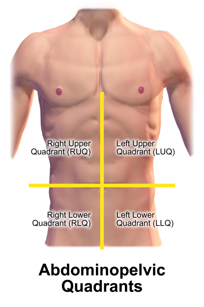 Illustration showing four quadrants of abdomen, with labels
