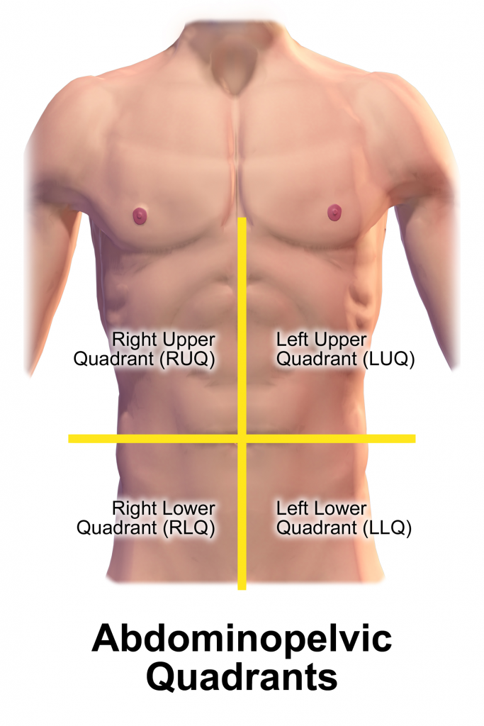 Abdomen – Inspection – Introduction to Health Assessment for the