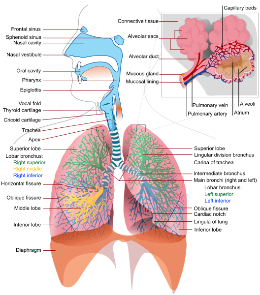 Illustration of respiratory system structures, with labels