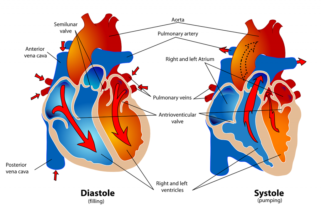 Illustration of blood flow through human heart, with labels