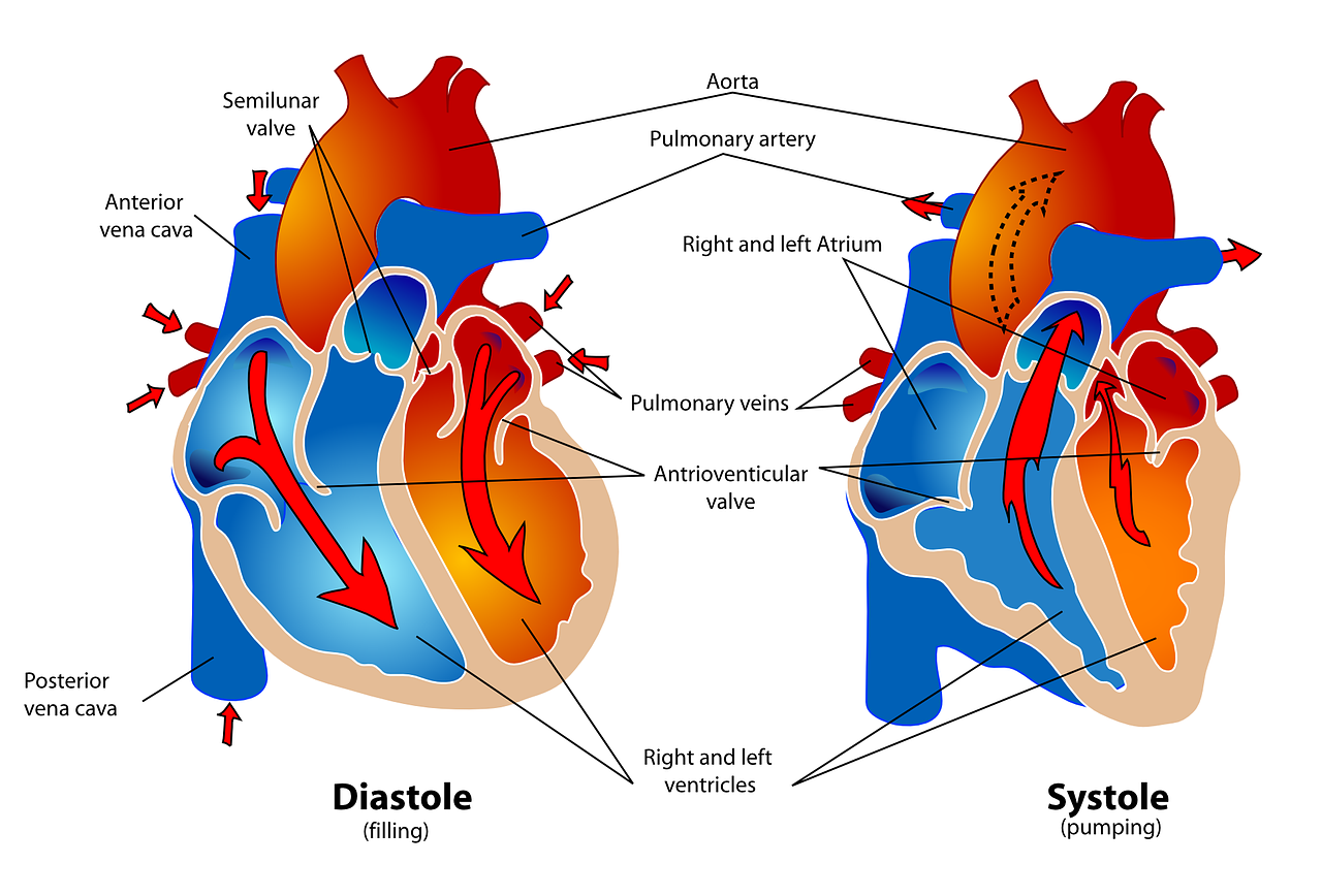 9.3 Cardiovascular Assessment – Nursing Skills – 2e