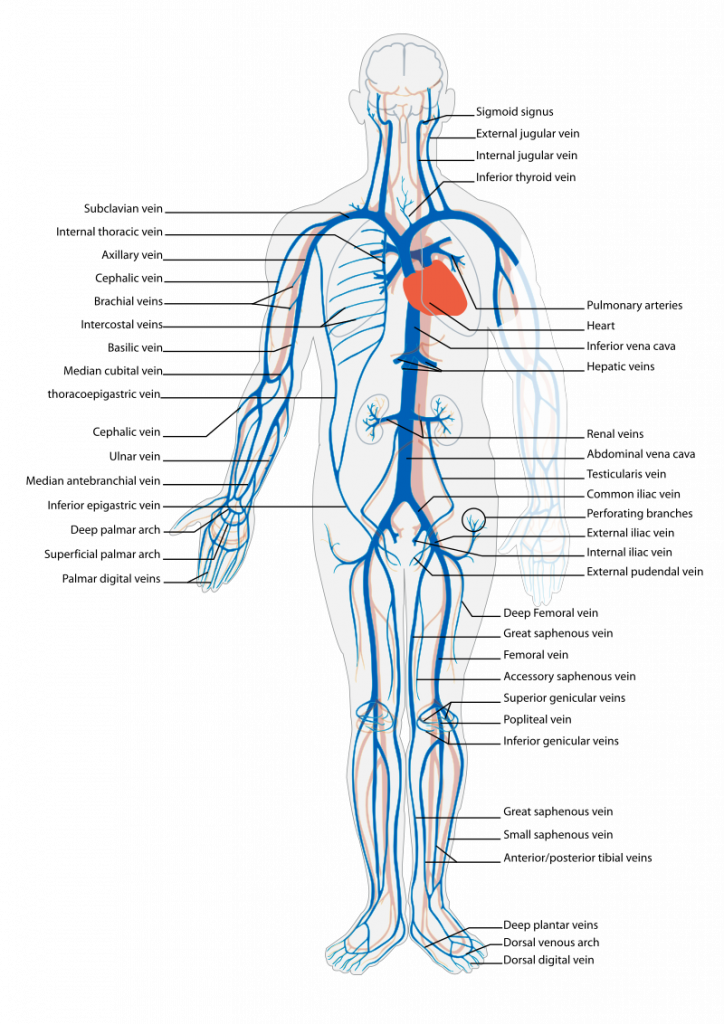 9.3 Cardiovascular Assessment – Nursing Skills – 2e