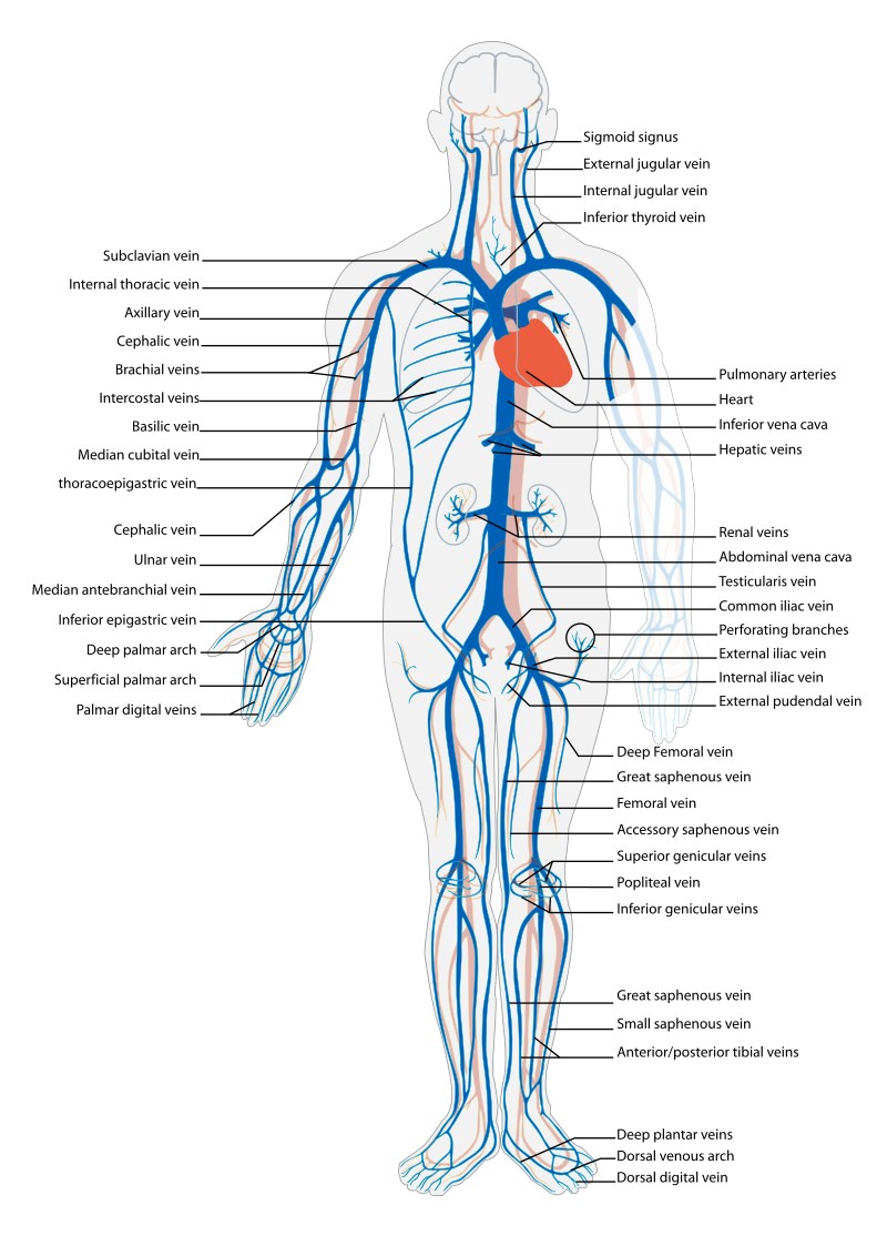Illustration showing venous circulation in human body, with labels