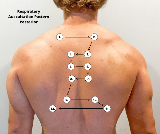 Photo showing Posterior Auscultation Areas