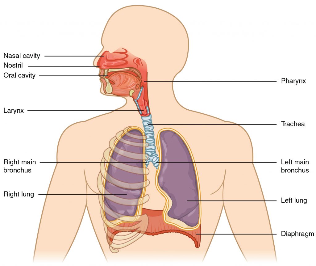 Illustration showing anatomy of Respiratory System, with labels