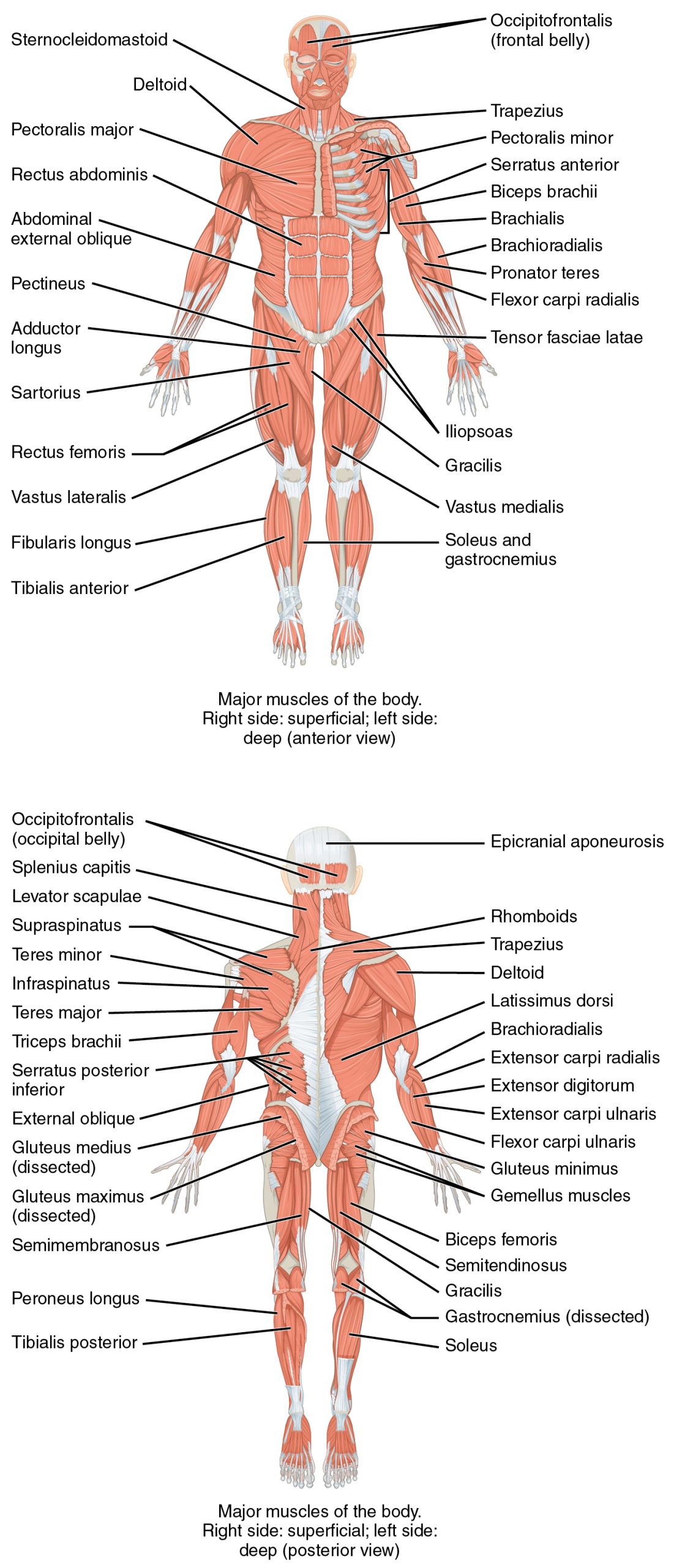 Illustration showing anterior and posterior views of skeletal muscle, with labels