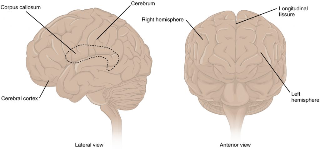 Illustration showing cerebral cortex, with labels