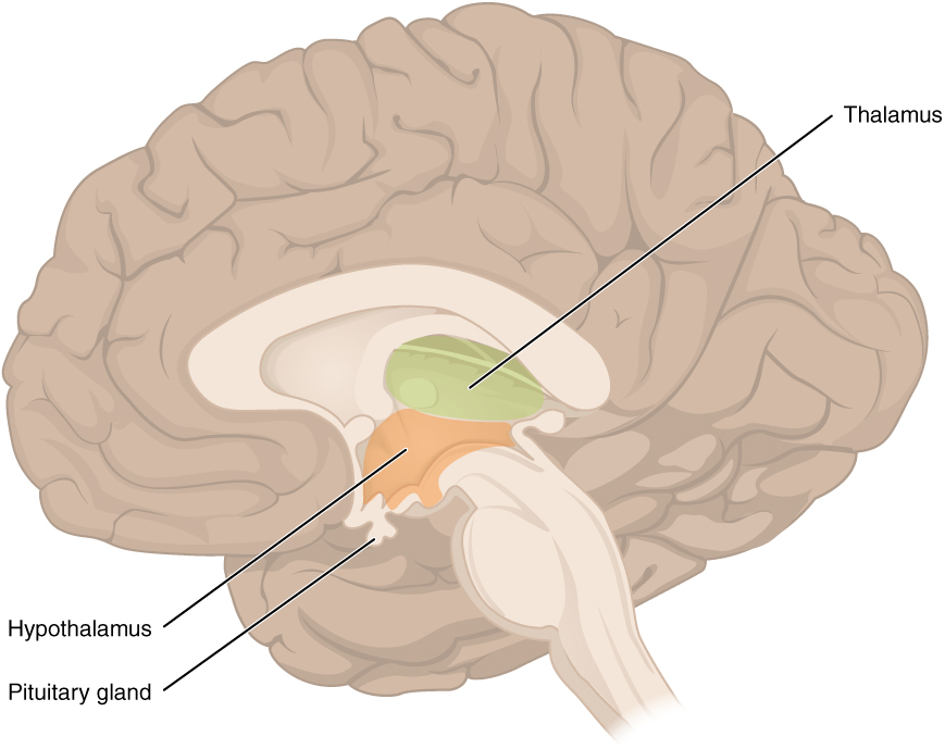 Illustration showing Diencephalon Containing the Hypothalamus and the Thalamus