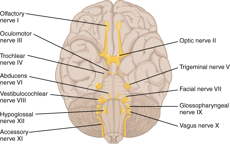 Illustration showing cranial nerves, with labels
