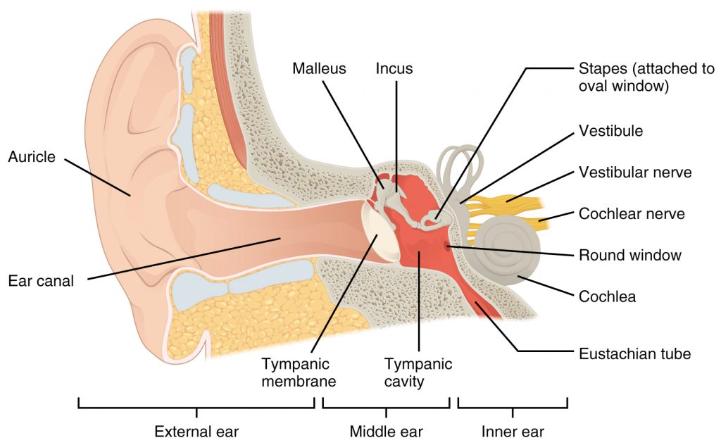 Illustration showing the ear, with labels for structures