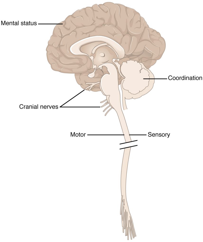 Illustration showing brain, cranial nerves, and brain stem, with labels.