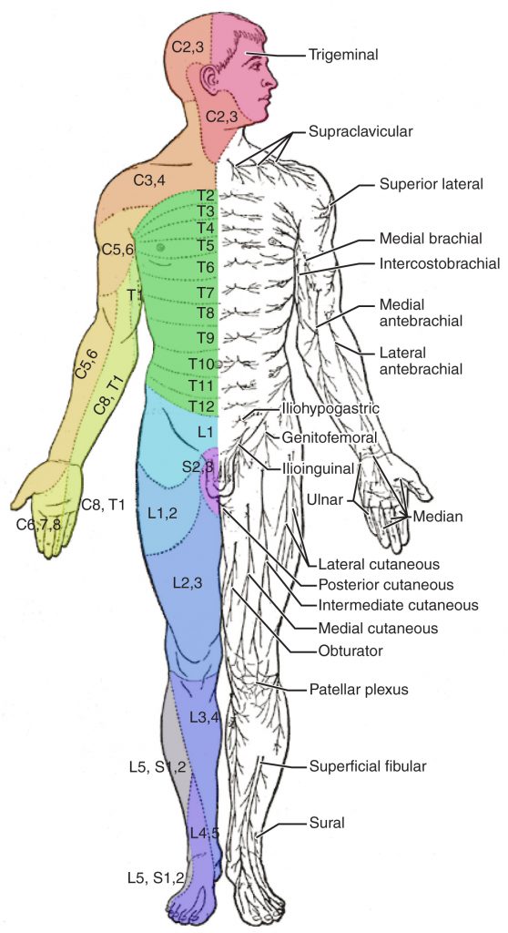 Illustration of a human figure, with labels for dermatomes