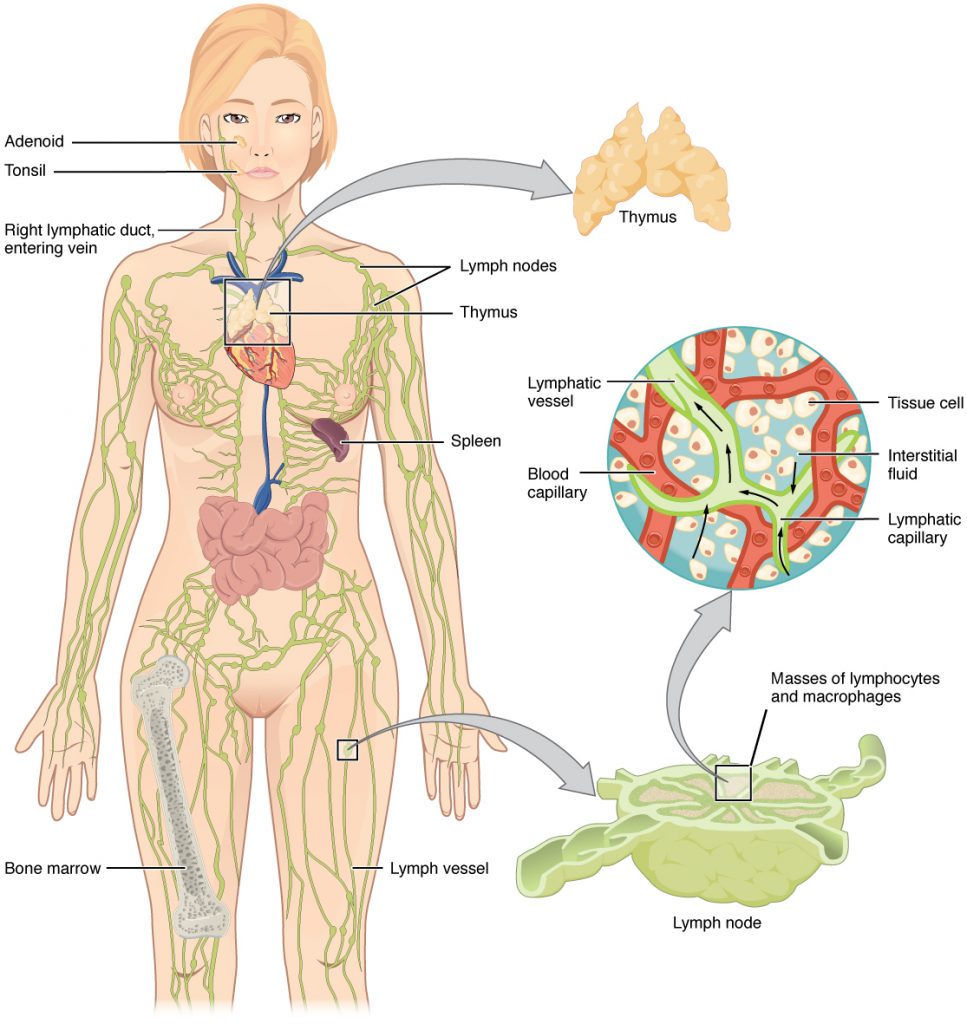 Illustration of female body showing lymphatic system, with labels
