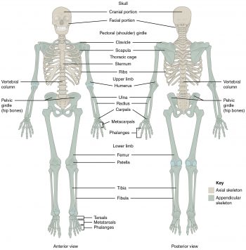 13.2 Musculoskeletal Basic Concepts – Nursing Skills – 2e