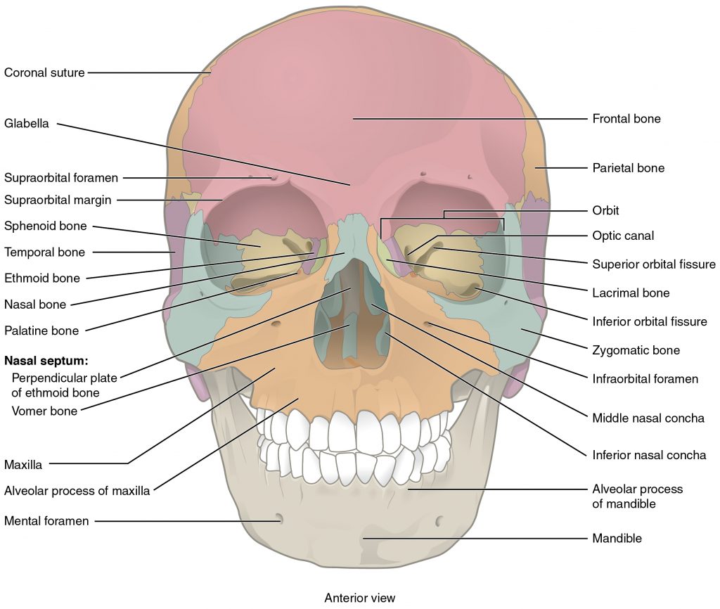 Illustration of human skull with labels for major bones and muscles
