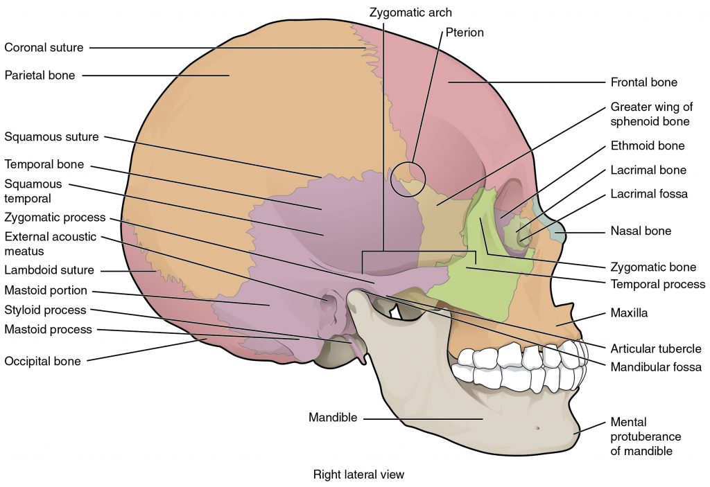 Illustration showing a side view of skull, with labels