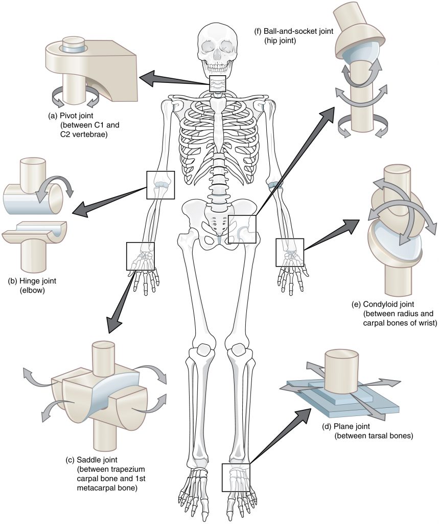 Illustration of human skeleton with closeups of synovial joints, with labels