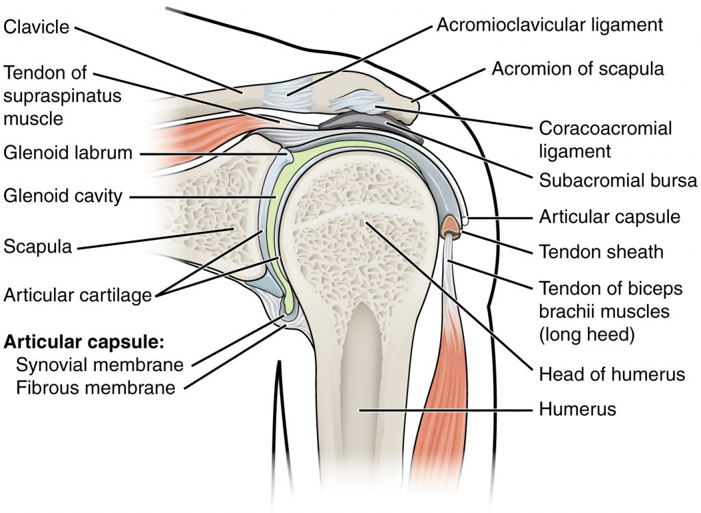 Illustration of human shoulder joint, with labels