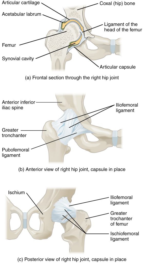 Illustration showing human hip joint, with labels, from three different angles