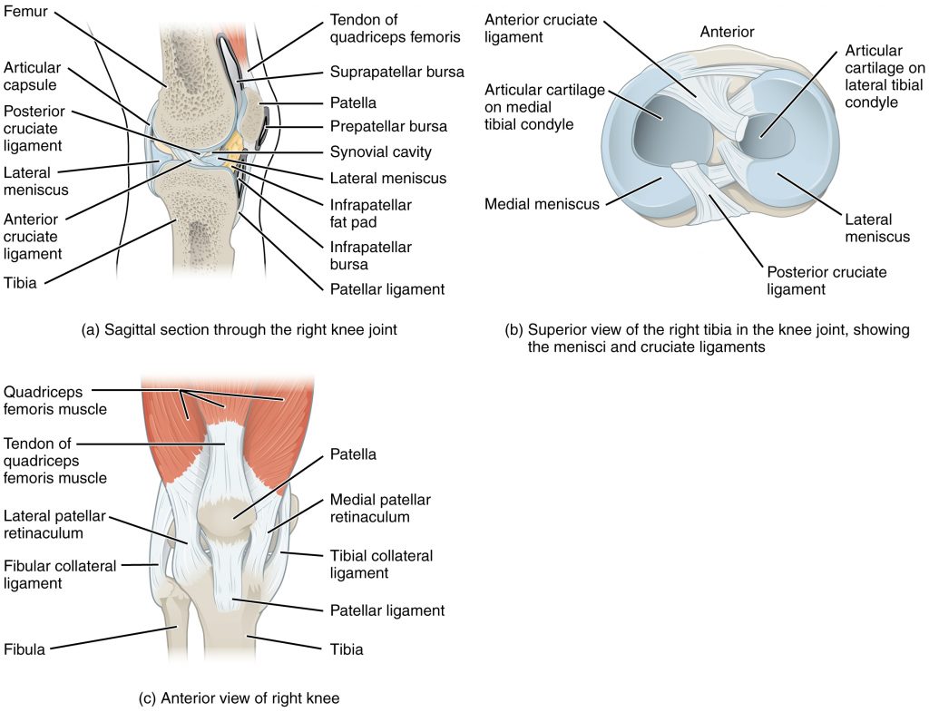 Illustration of a human knee joint, with labels, from three different views
