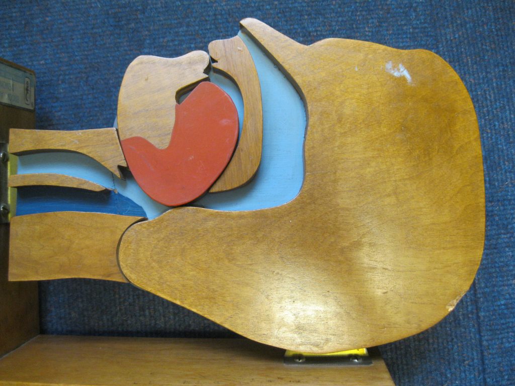 Photo of a wooden demonstration model showing the tongue blocking the airway