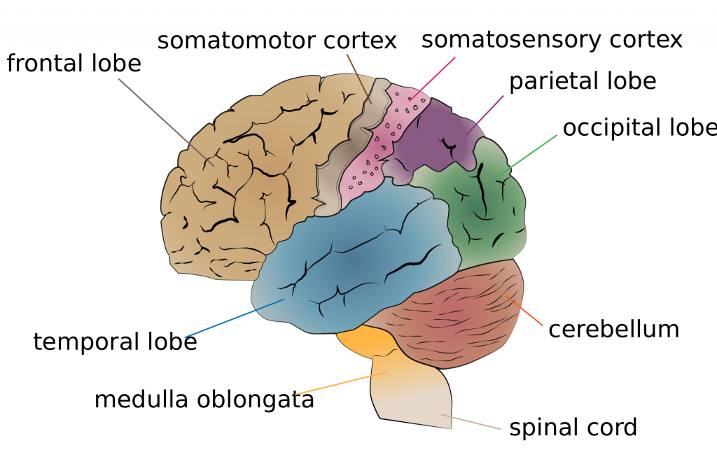Illustration showing regions of the brain, with labels