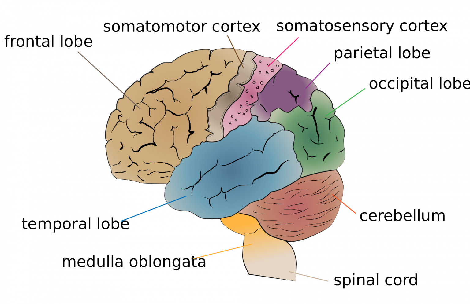 6.2 Basic Neurological Concepts – Nursing Skills – 2e